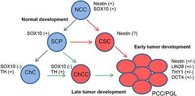 Cancer Stem Cells in Pheochromocytoma and Paraganglioma